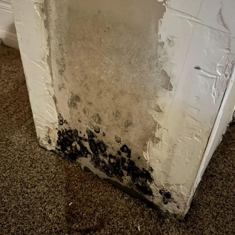 Professional Mold Removal in Yosemite Valley, CA